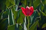 First Tulip_15754
